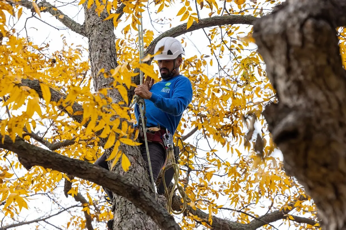 Skilled Tree Planing crew working in Gresham